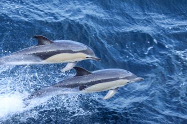 Two dolphins leap out of the water.