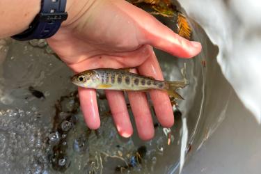 Juvenile CCC Coho salmon collected during monitoring. Credit: CDFW