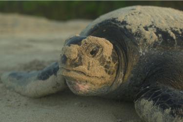 Nesting east Pacific green turtle in Galapagos - sandy head shot. Credit: NOAA Fisheries/Boyd Lyon