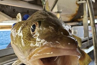  Close up of an Atlantic cod head with its mouth open.