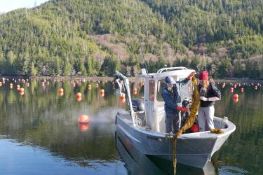 Seaweed farmers in Alaska examine their crop
