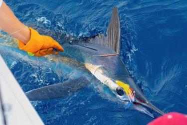 A large blue and white billfish in the water with an orange string-like tag sticking out of its back, hooked and held close to a boat by an angler holding a fishing line.
