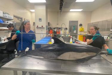 Scientists measuring a dolphin carcass on a table in a lab