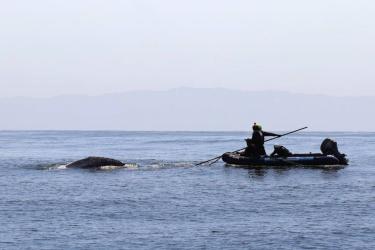 Responders aboard an inflatable boat trailing and entangled whale