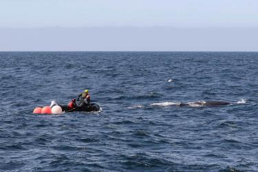 Responders aboard an inflatable boat trailing an entangled humpback