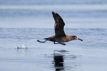 A black-footed albatross takes flight over calm blue water.