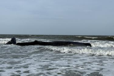 Sperm whale along the shoreline in Hilton Head, SC