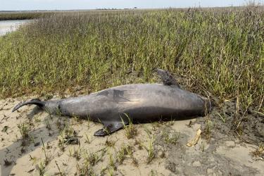 Stranded bottlenose dolphin in North Carolina marsh.