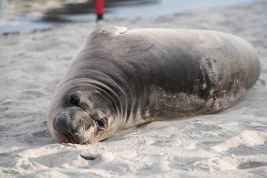 An elephant seal pup was stabbed multiple times in Oregon.