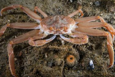An orange crab sits on the seafloor.