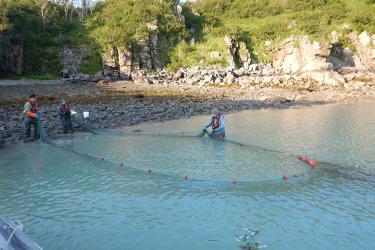 Three scientists pull a seine net onto a rocky beach