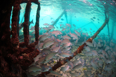 School of red snapper swim around underwater structure in the Gulf.