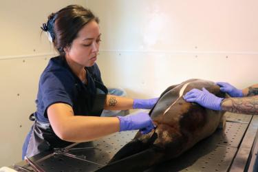 Person cutting into a deceased seal lion on an examination table