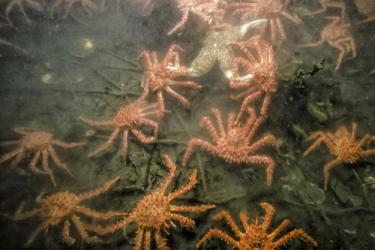 Red King Crab Species Profile, Alaska Department of Fish and Game