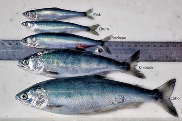 Five salmon species on a table with a ruler arranged from smallest to largest (pink, chum, sockeye, chinook, and coho)