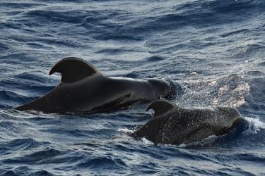 A pair of pilot whales break the surface of dark water, heads, dorsal fins, and torso visible. 