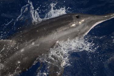 Close up from above of the blowhole, back, and face of a rough-toothed dolphin jumping from the water. 