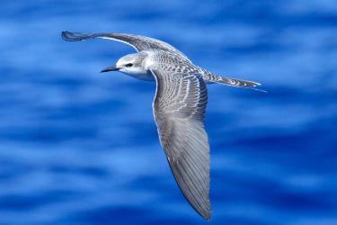 Close up of a flying grey-backed tern. 