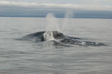 Whale swimming in ocean releasing water out of its blowhole