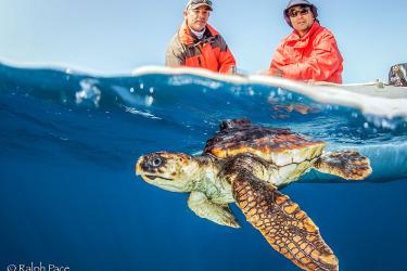 1000x721 BREP UMD-UCA-Loggerhead tag-Credit Ralph Pace.jpg