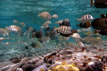 1116X831-ReefSurveyPicture.jpg