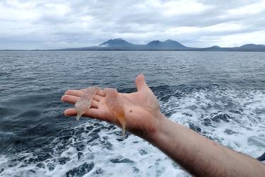 Pyrosomes caught off the coast of Alaska. Credit: NOAA Fisheries.