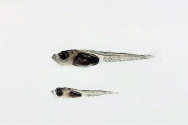 Fish against a white background