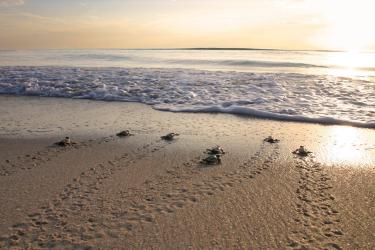 1280x800-loggerhead-hatchlings-BEW001_Cc.jpg
