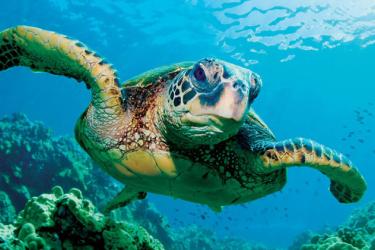 1280x800-sea-turtle-ucsc-edu.jpg