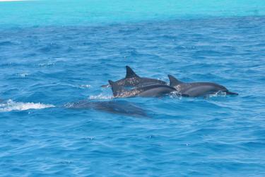 Three spinner dolphins crest the ocean surface while one swims beneath the surface.