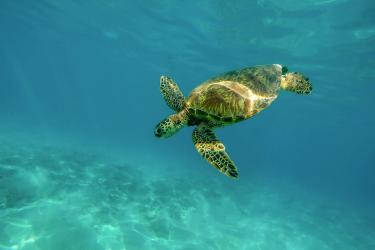 1280x800-turtle-pixabay-flipped-CC0.jpg