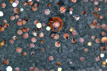 Se scallops on the ocen bottom, one adults and many juveniles