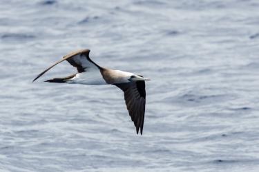 A Brewster's booby flies over the water. 