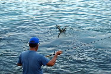 A fisherman demonstrates pono (responsible) fishing around a monk seal by keeping his line out of the water until the seal leaves the area. 