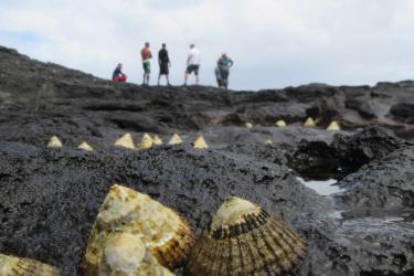 Up close of opihi in the foreground, a group of people stand on the rocks in the background. 