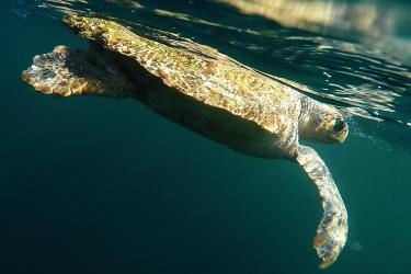 Loggerhead turtle as seen from in the water.
