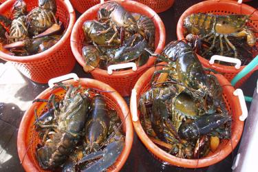 2015-lobster-buckets-OLE.jpg