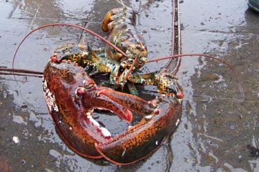 2015-lobster-case-OLE.jpg