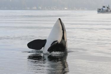 Partially breached killer whale