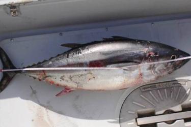 2016-Tuna-Measure-OLE.jpg