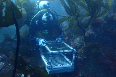 2018-11 Abalone SAFES diver 1 Veterans Corps.jpg