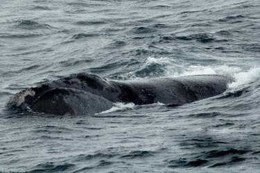 Whale poking out of the water 