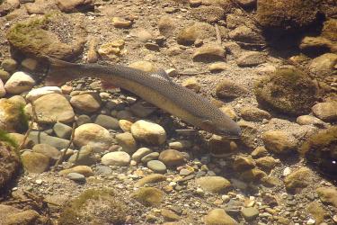 2019-05 southern CA steelhead in water 1320x907 credit USFWS.jpg
