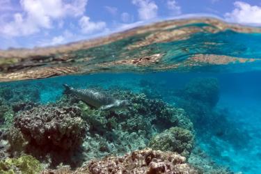2276x1655-PIFSC-Hawaiianmonkseal-Mark.Sullivan.jpg