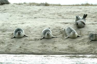Harbor seals near the water on the beach in Chatham, Ma. 