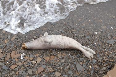 2500x1500 AK dead seal.jpg