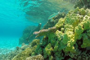 2545x1909-PIFSC-monk-seal-reef-Mark.Sullivan.jpg