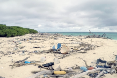 Shoreline with foliage on the left and ocean on the right, littered with driftwood and plastics. 