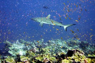 3031x2276-NOAA-PIFSC-JARVIS-greyreefshark-AEG.jpg