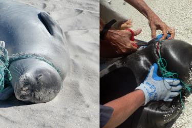 3138x1200-marine_debris_on_seal-NOAA-PIFSC.jpg 3138x1200-marine_debris_on_seal-NOAA-PIFSC.jpg